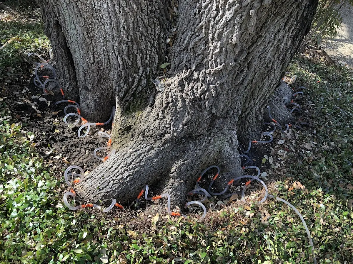 Detailed Tree Cabling and Bracing job site in Falls Church