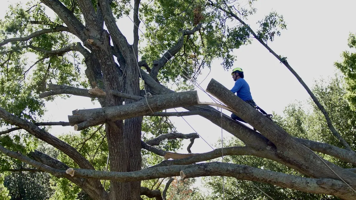 Professional Hazardous Tree Removal performed by certified arborists in Falls Church