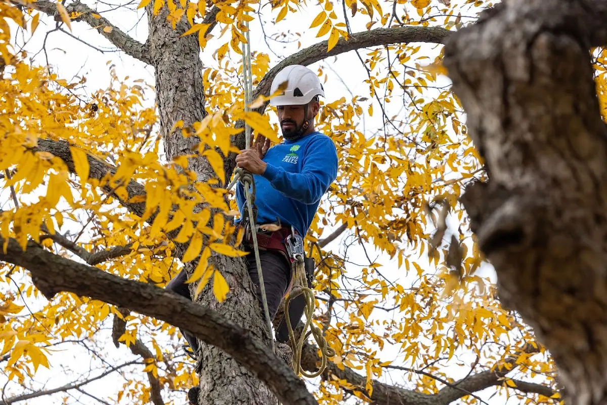 Skilled Tree Planting crew working in Falls Church